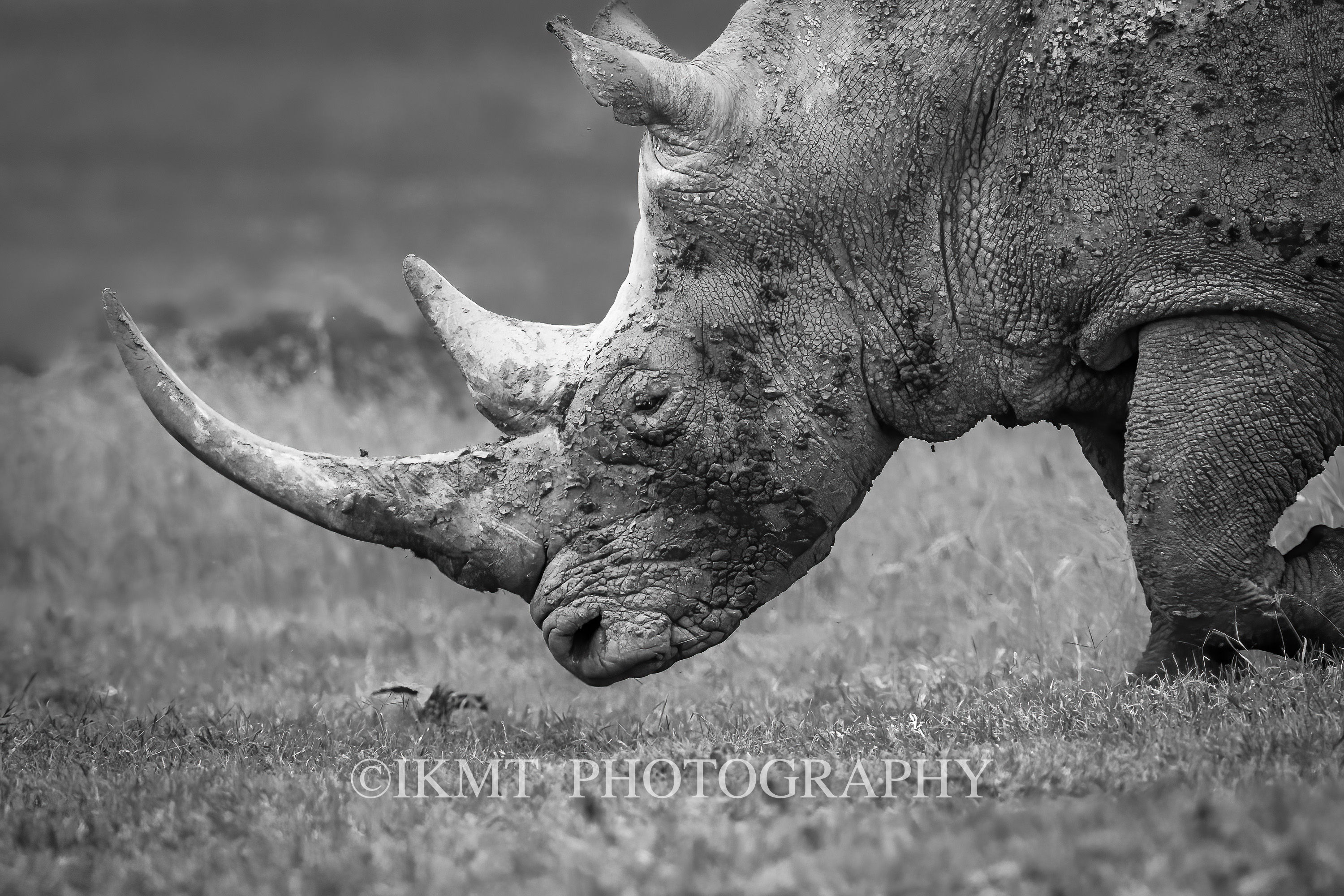 Black & White Rhino Portrait