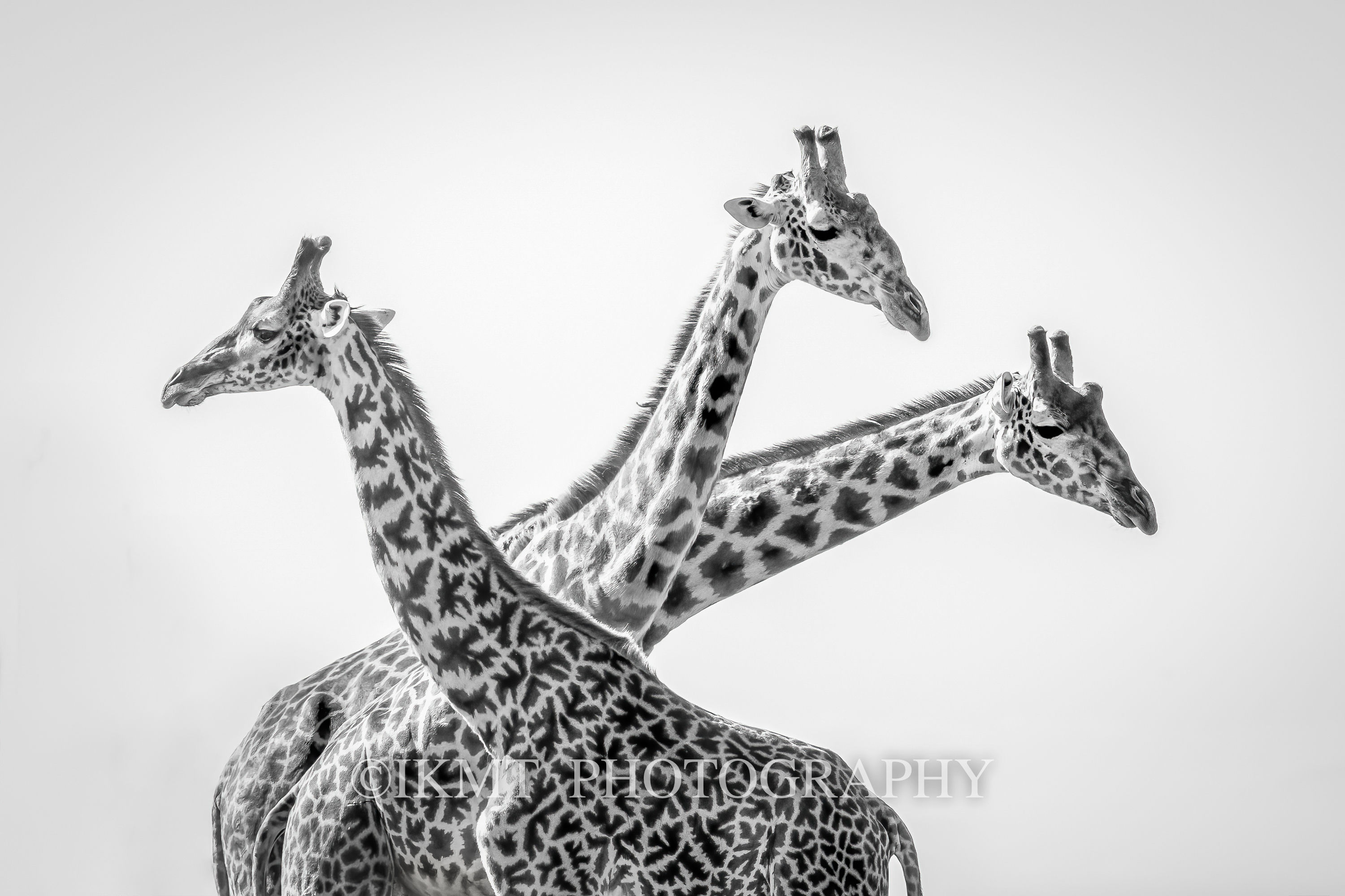 Giraffes in Perfect Formation