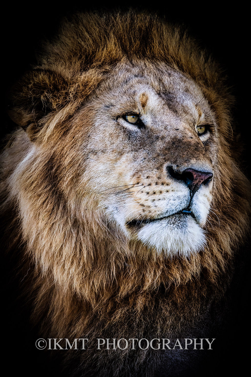 Lion King Portrait looking to the side