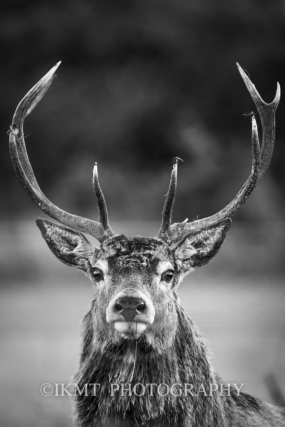 Black and white The Stag Stare