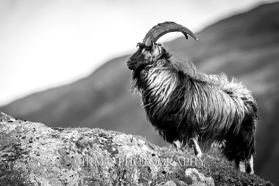 Scottish Mountain Goat