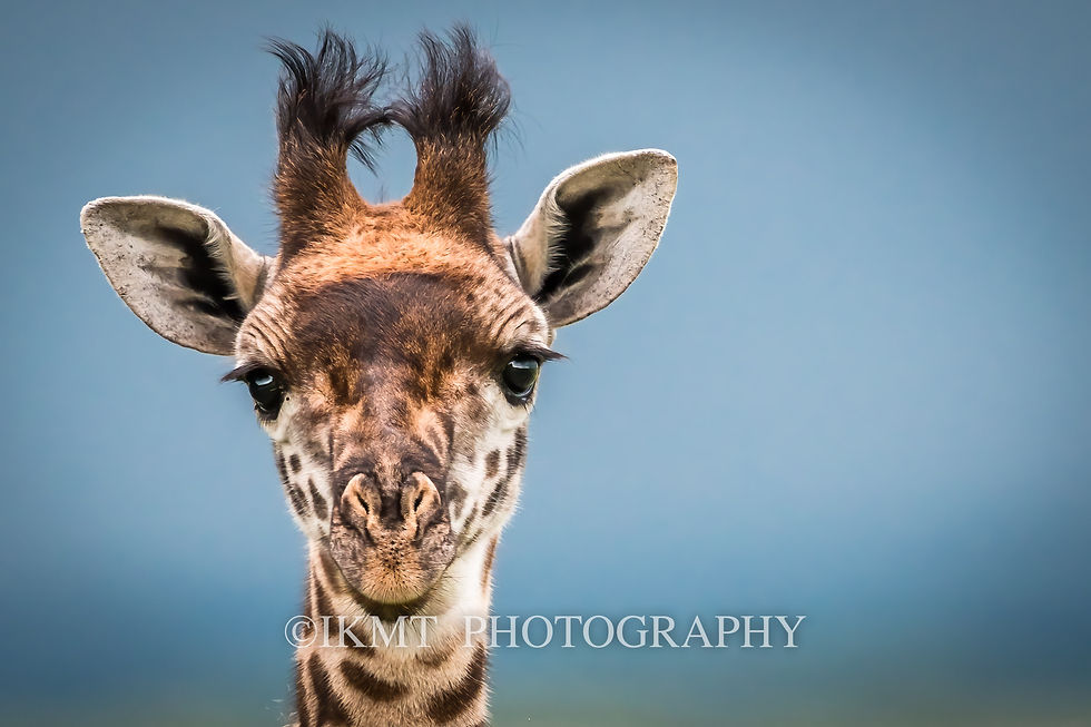 Innocent Gaze: Baby Giraffe Portrait
