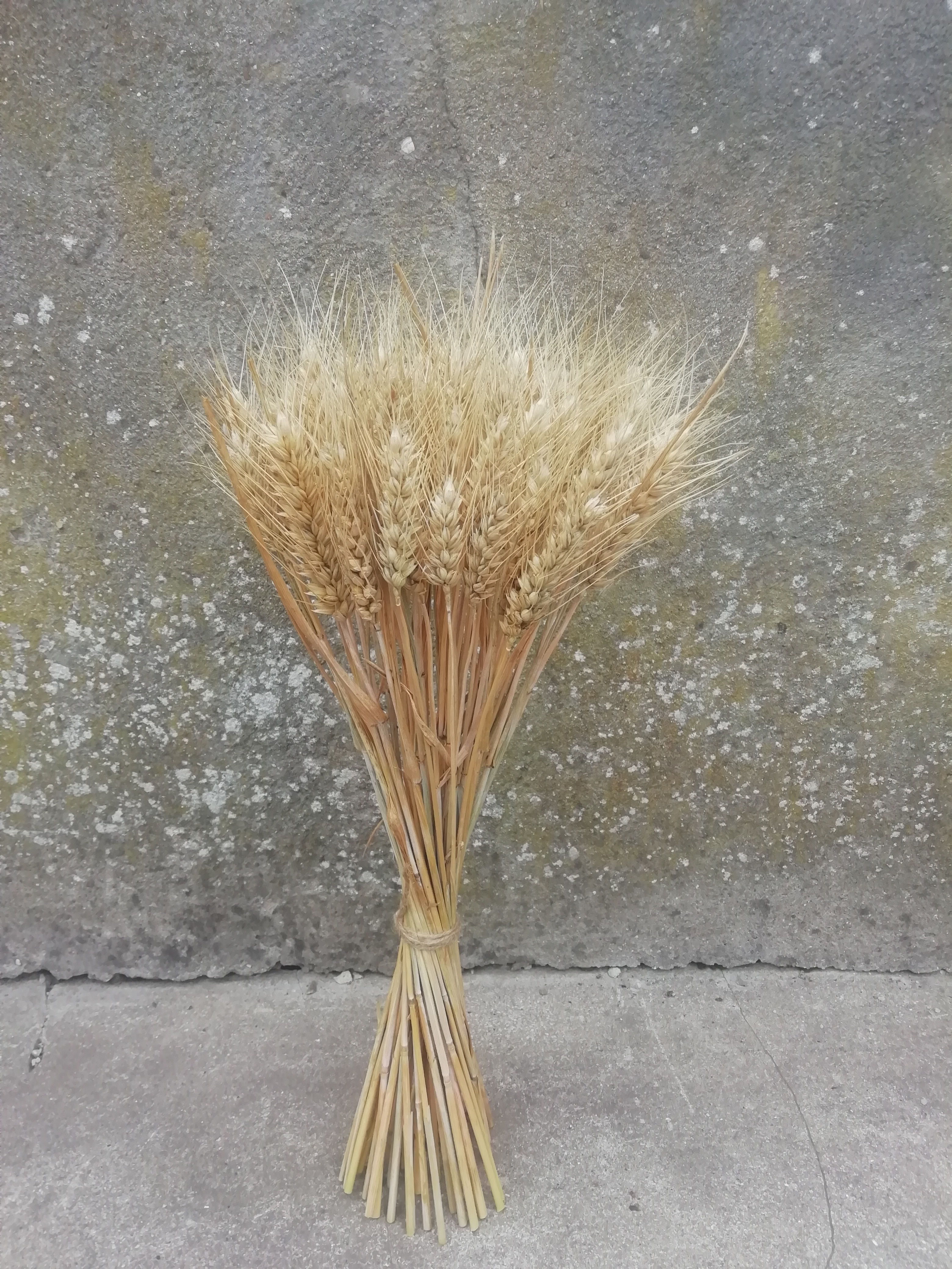 Fleurs séchées blé barbus