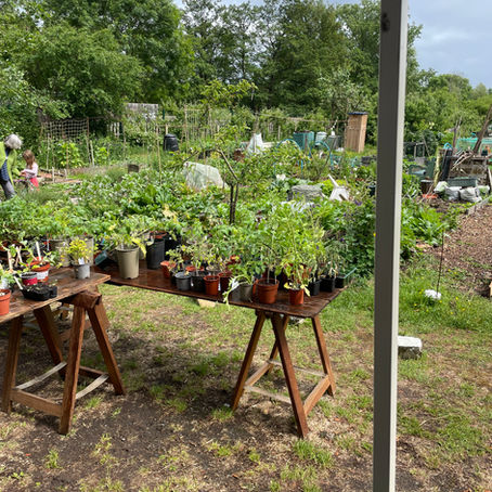 Allotments are here to stay