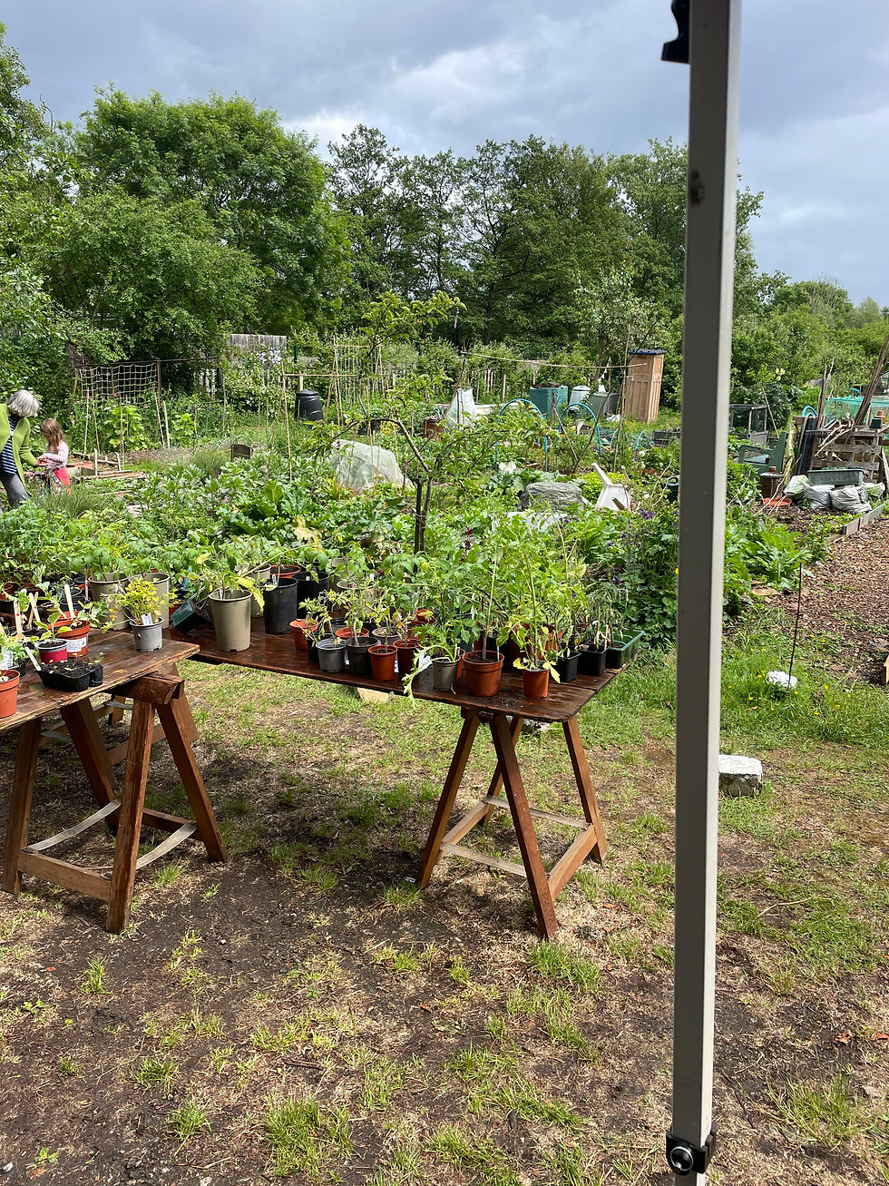 Allotments are here to stay
