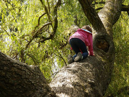 Kids can't climb trees any more