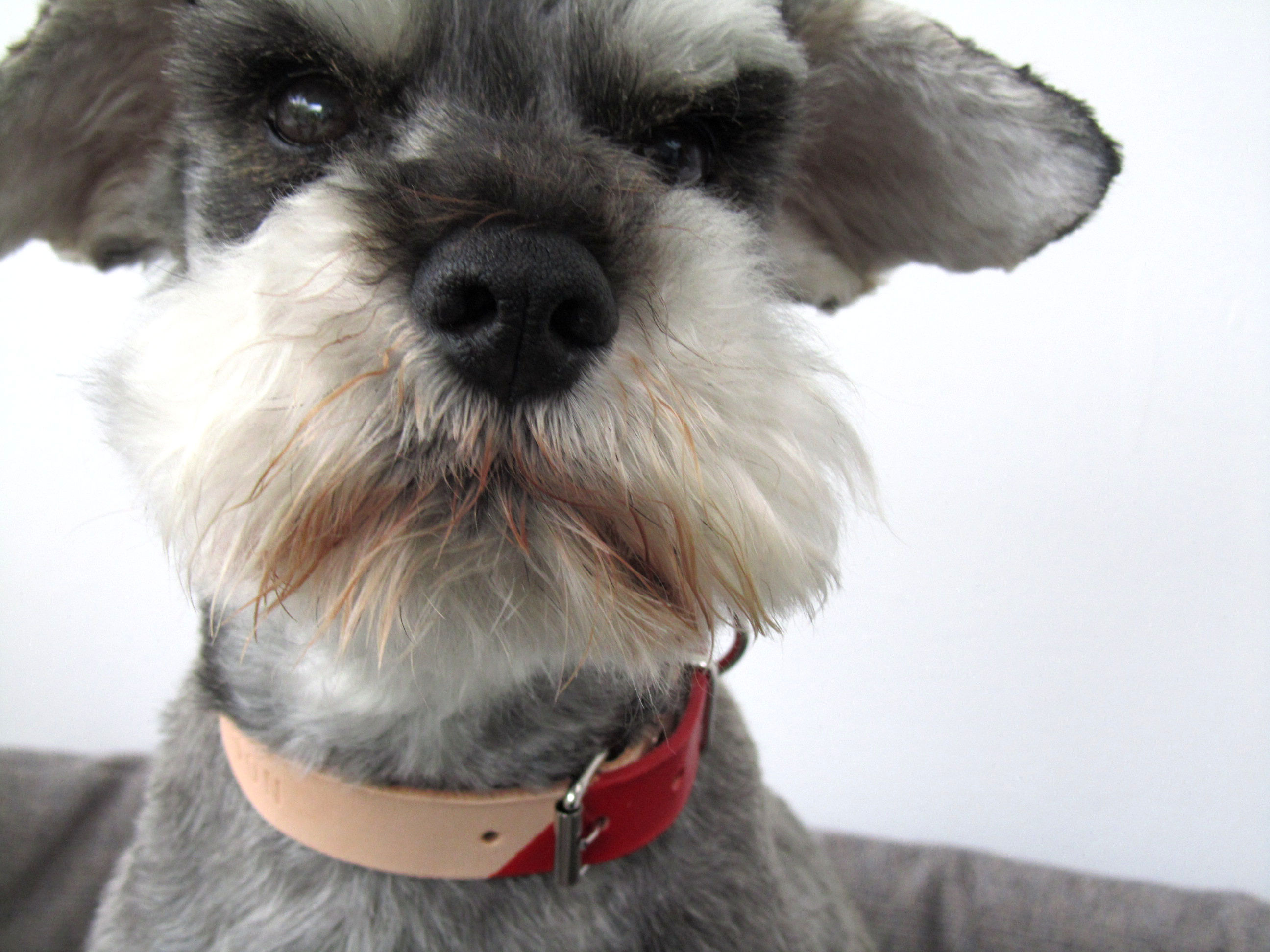 Personalized dog collar