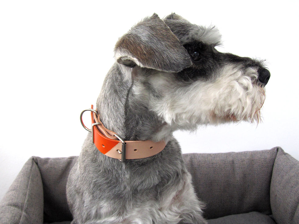 Thumbnail: Personalized dog collar
