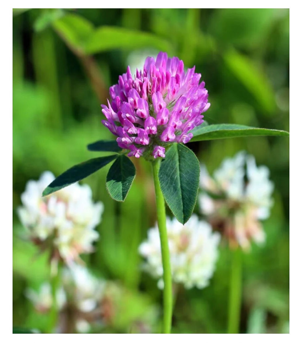 Thumbnail: Mixed Clover - 10g