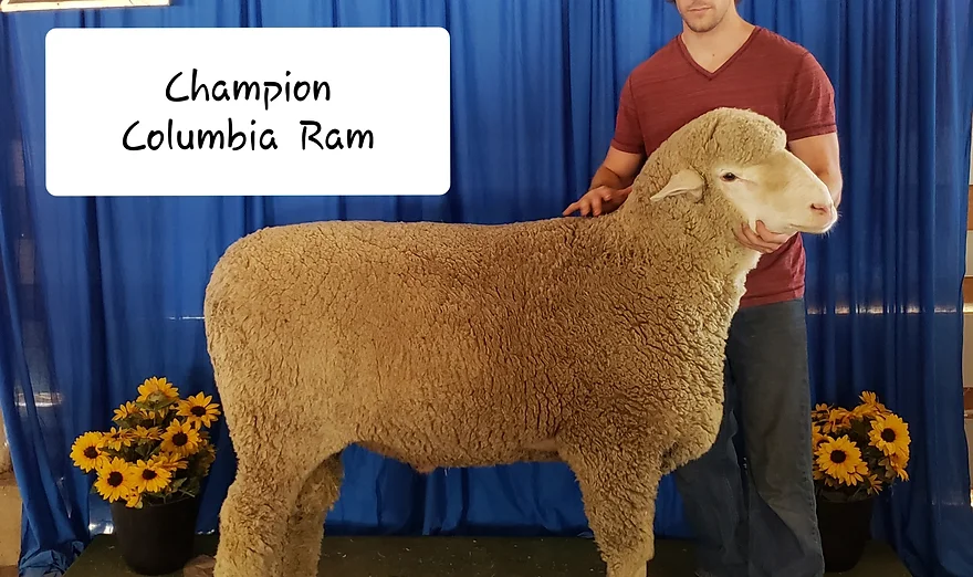 Steinmetz Columbia 2018 ram.jpg.webp