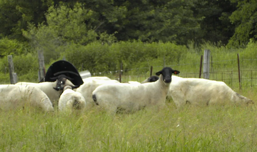 R&R flock picture_JPG.jpg.webp