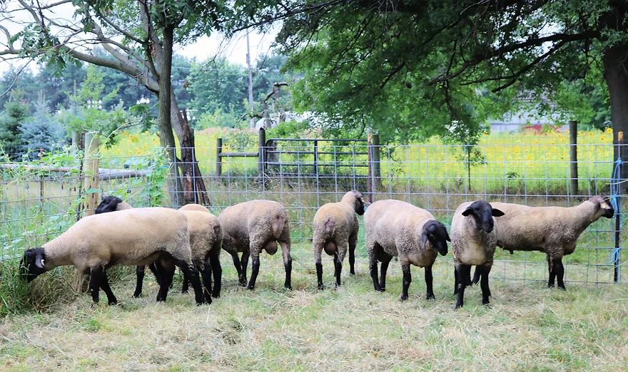 Reau Suffolks.jpg.webp
