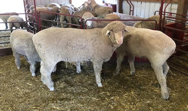3P Livestock.jpg.webp
