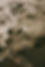 AfterlightImage 280.JPG