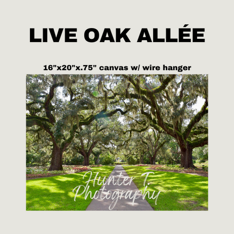 Live Oak Allee