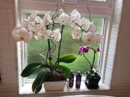 Jack'd Up Gardening #3 - Orchids
