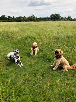 KIPPER, LUNA AND THOMPSON