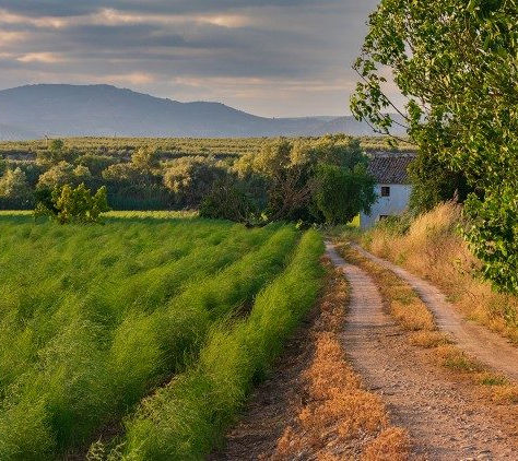 პაპ ფრანცისკეს ეპისტოლე - დიდმარხვა 2023