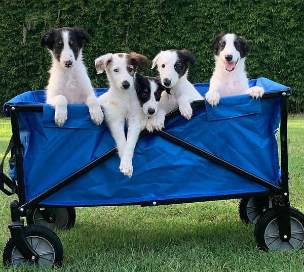 puppies-waagon