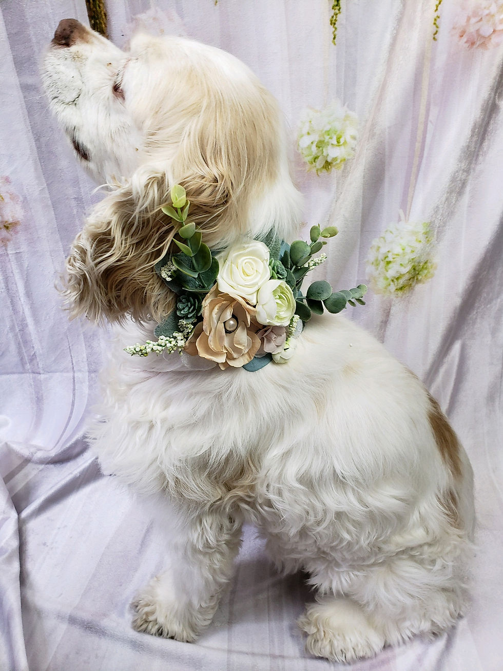 Thumbnail: Succulent Flower Collar | Flower Collar | Eucalyptus Floral Wedding Dog collar