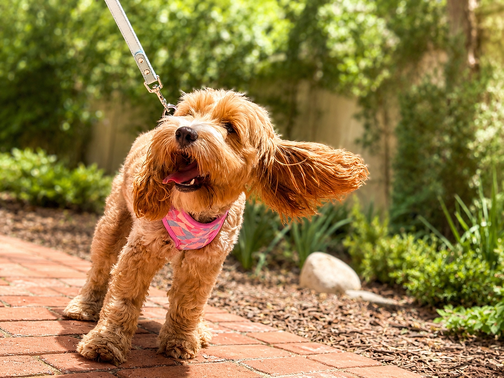 Thumbnail: NEW Pastel Country Quilt Dog Harness-Adjustable, Breathable