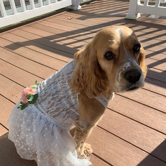 Thumbnail: Ivory lace and blush Succulent Dog Dress | The Eldora