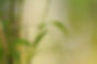 bamboo-g080802a1f_640.jpg