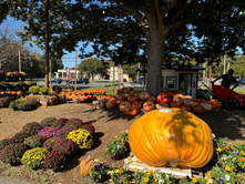 Simpson’s Seasonal Success: Patch Procures Pristine Pumpkins