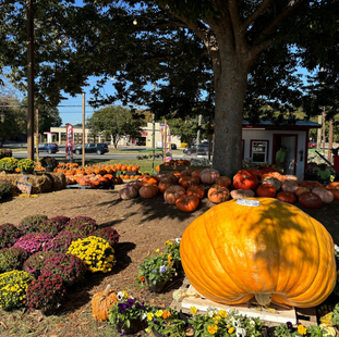 Simpson’s Seasonal Success: Patch Procures Pristine Pumpkins