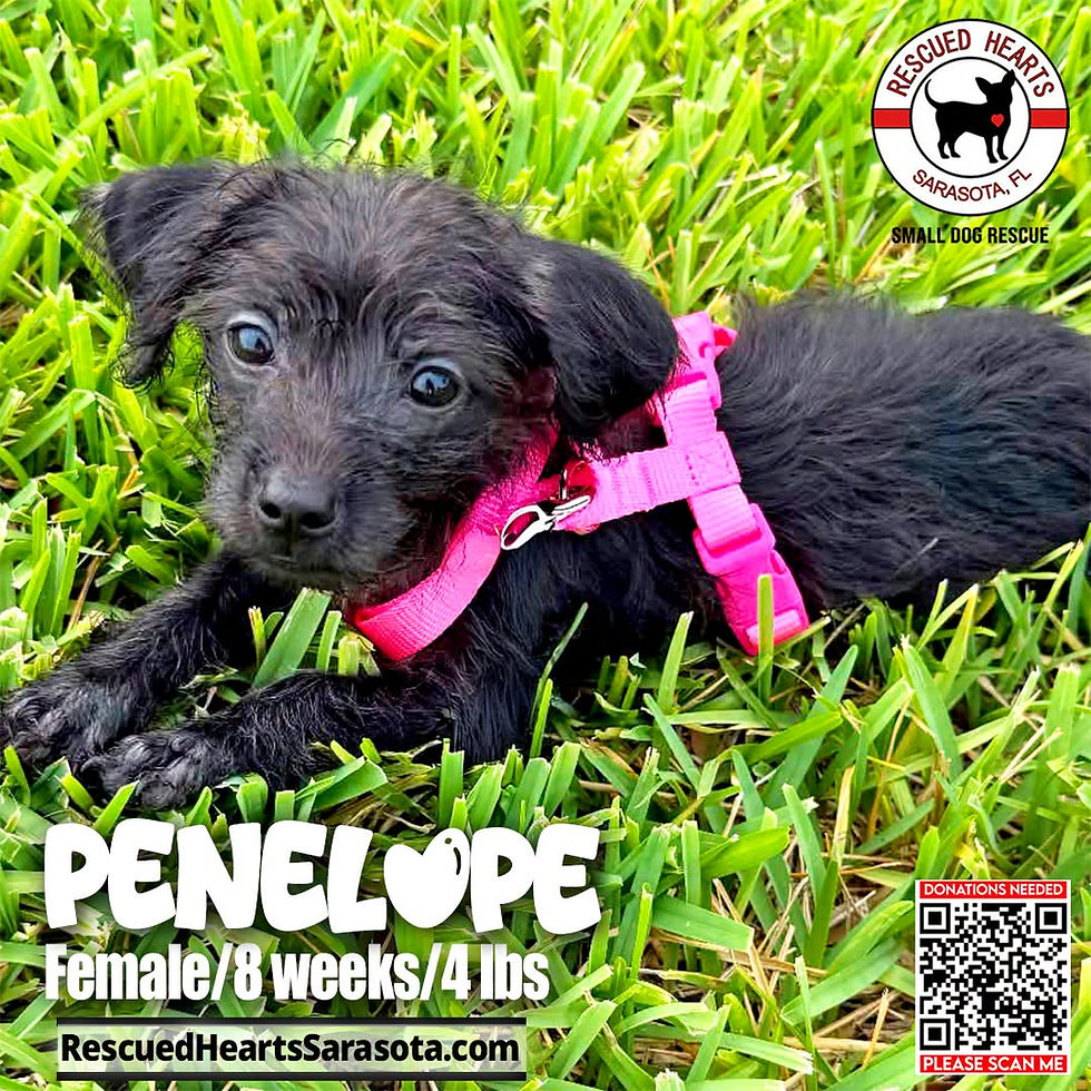 Penelope