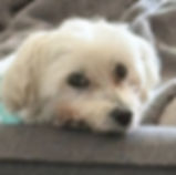 Lulu Maltese