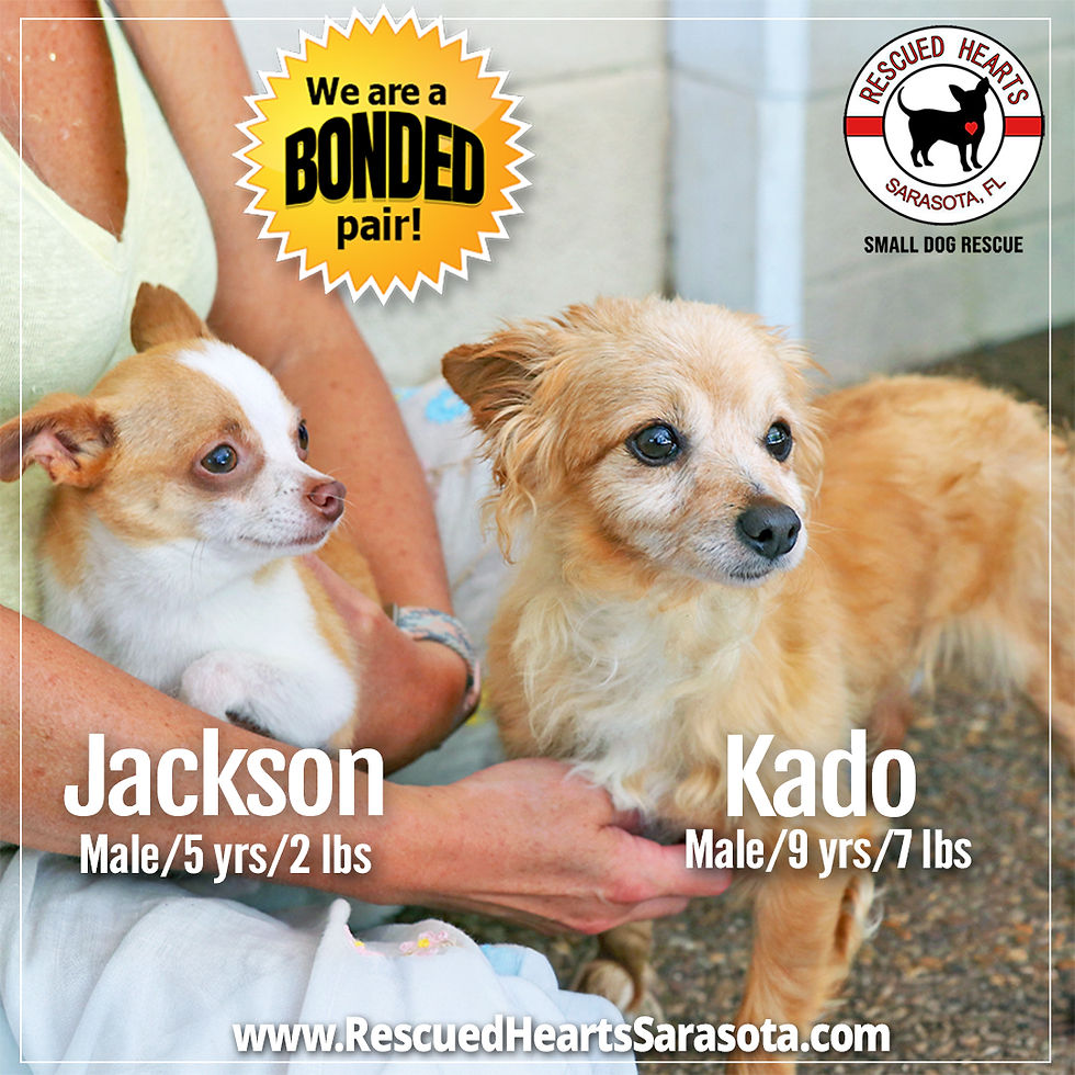 Jackson and Kado