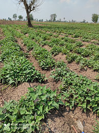 Cassava Workshop at Dan Khun Thod 110320