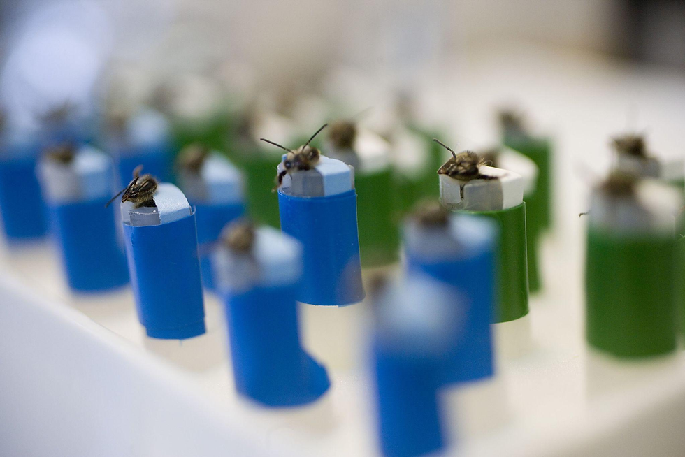 Bee bomb detection Los Alamos. Rows of bees in tiny plastic tubes, motionless, alive.