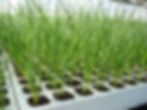 Plants en mottes