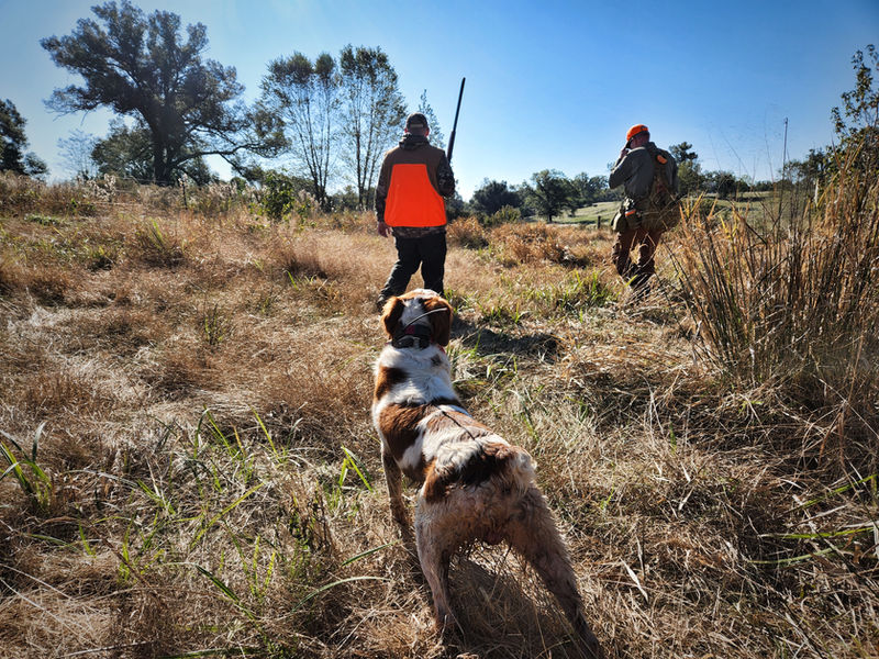 Optimal Upland bird hunt at Cedar Cove Ranch