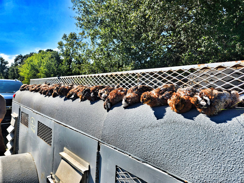 Optimal Upland bird hunt at Cedar Cove Ranch