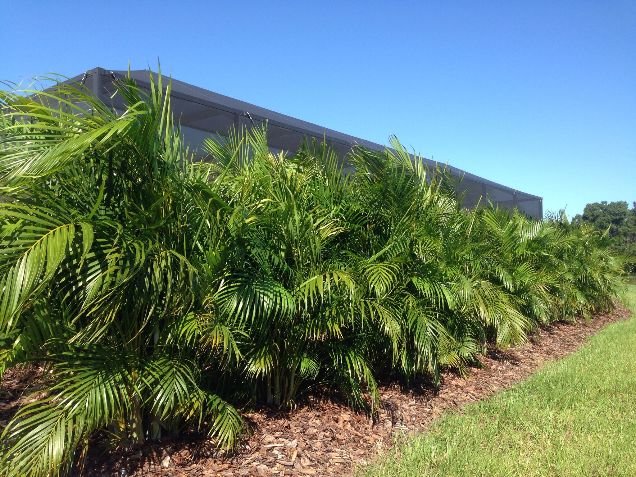 Areca Palm