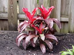Dr. Brown Cordyline