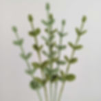 Eucalyptus Crochet Leaves | Forever Flowers