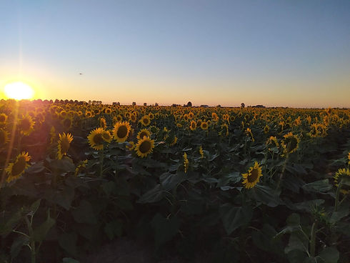Campo di girasoli nel Delta del Po