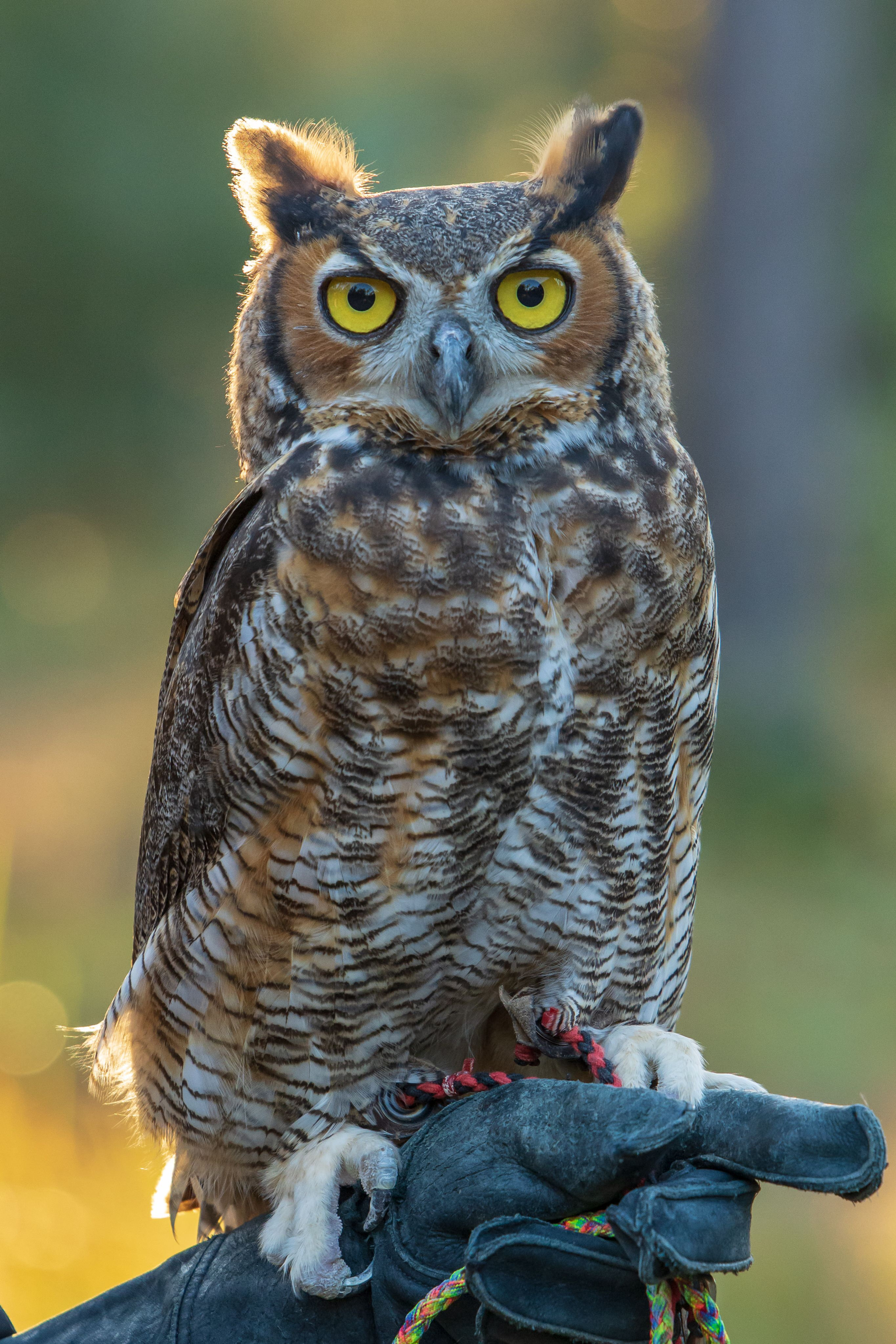Adopt A Great Horned Owl Biophilia Center