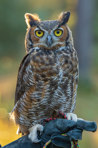 Adopt a Great Horned Owl | Biophilia Center