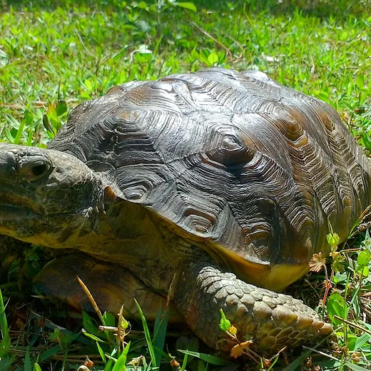 Adopt A Gopher Tortoise Biophilia Center