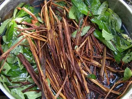 Ayahuasca: Um Portal para a Transformação Espiritual de Famosos e Devotos.