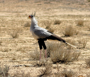 Secretary bird in the Kgalagadi Transfrontier Park