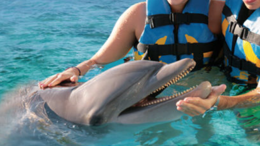 Dolphin Cove 3.png