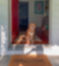 Dog in doorway for dog boarding service.jpg