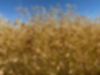 CDC Proclaim Red Lentil