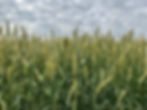 KWS Serafino Hybrid Fall Rye